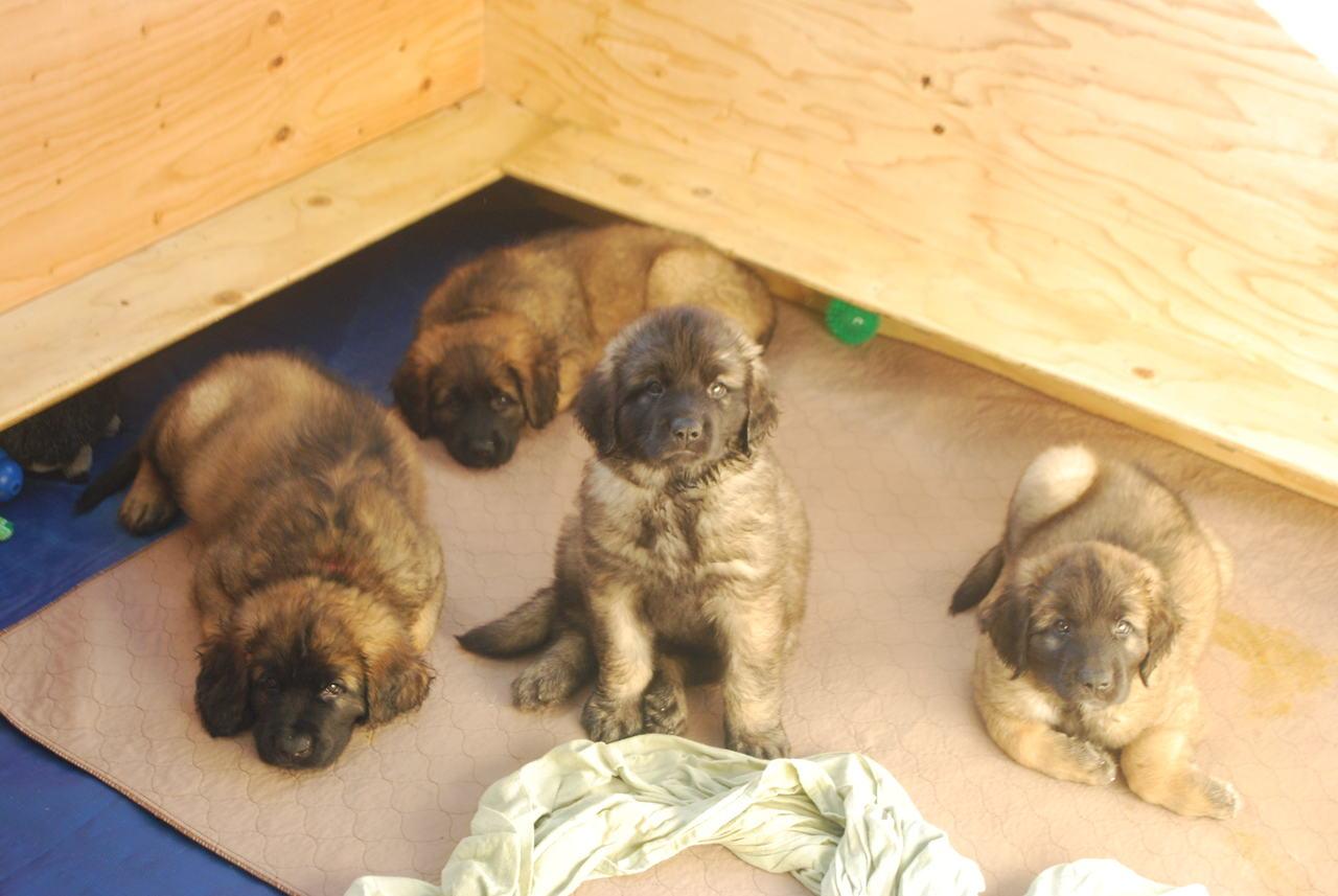 [Puppies posing for a last group photo. Front is Elliot, Elsa and Hagrid, with Faraday behind.]
