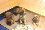 [Puppies posing for a last group photo. Front is Elliot, Elsa and Hagrid, with Faraday behind.]