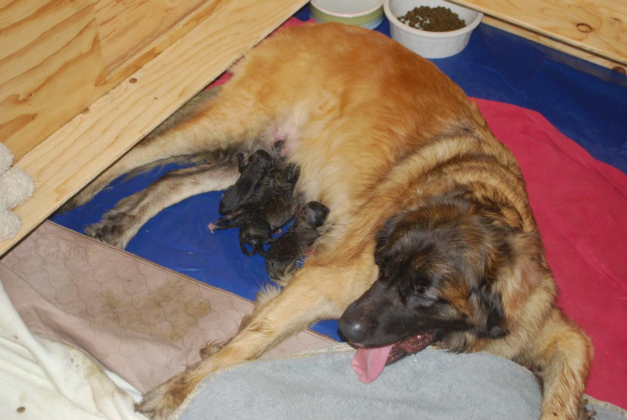 [Puppies a few hours old, feeding. Lots of growing to do.]