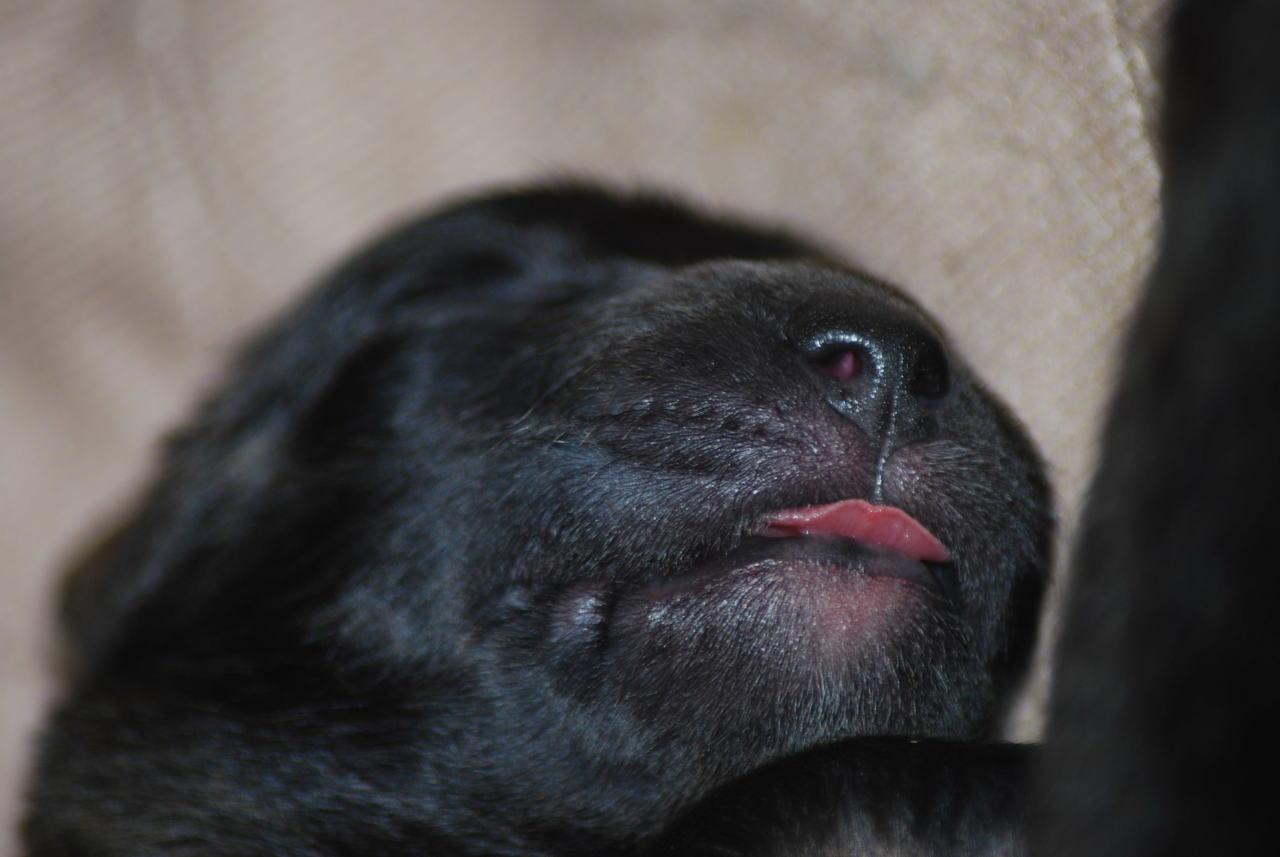 [Sleeping puppy at four days old.]