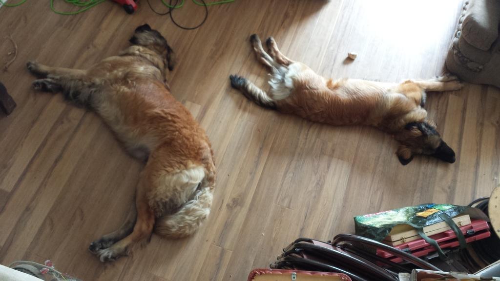 [What happens when the temperature goes way up - the dogs melt.]