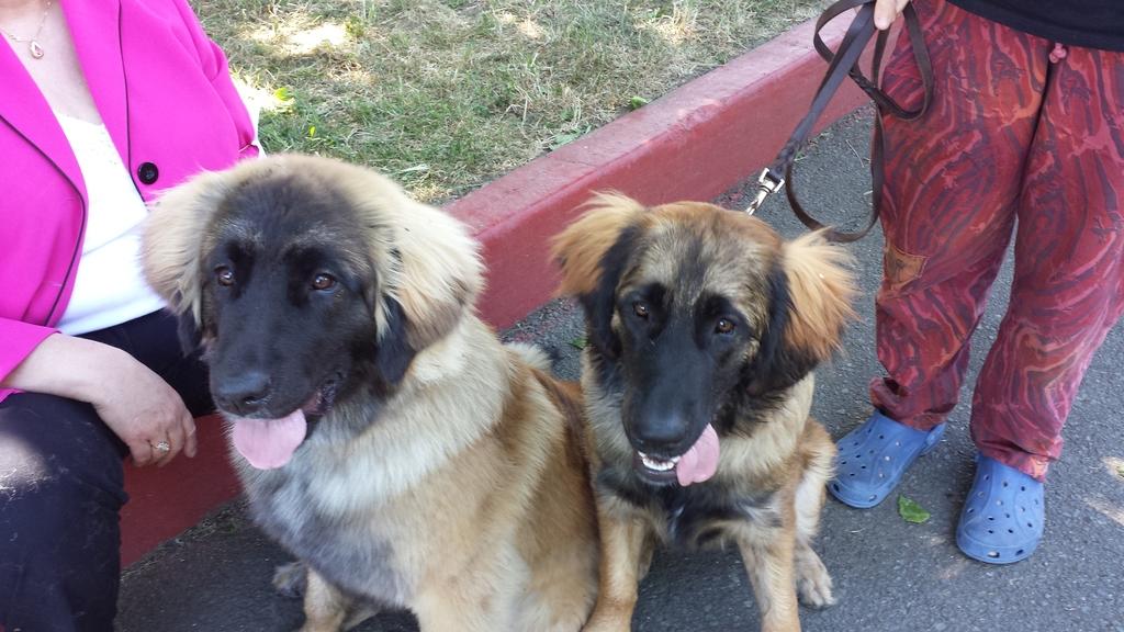 [Elsa and Faraday at a dog show. They're almost seven months old here.]
