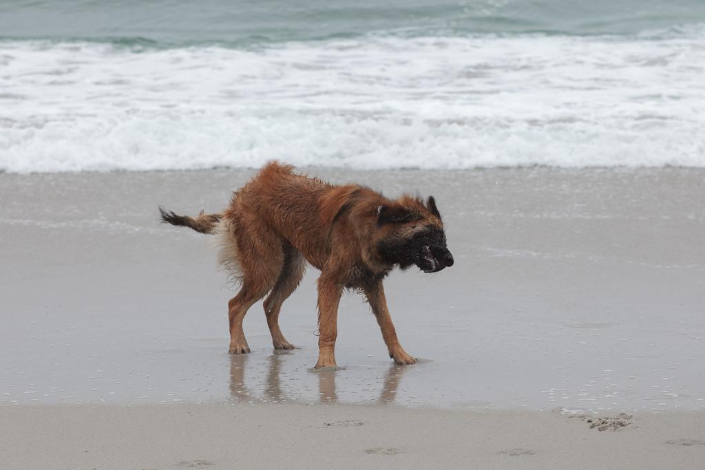 [A good shake at the beach. Faraday's first time at the beach and also her first time off-leash in public.]