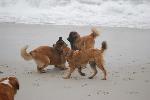 [Faraday at the beach with other Leonbergers while a St Bernard looks on.]