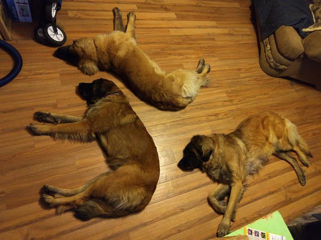 [Three sleeping dogs]