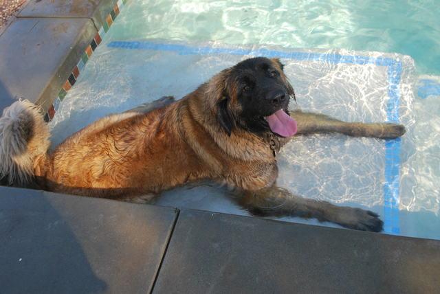[Kepler in the pool at her first birthday party]