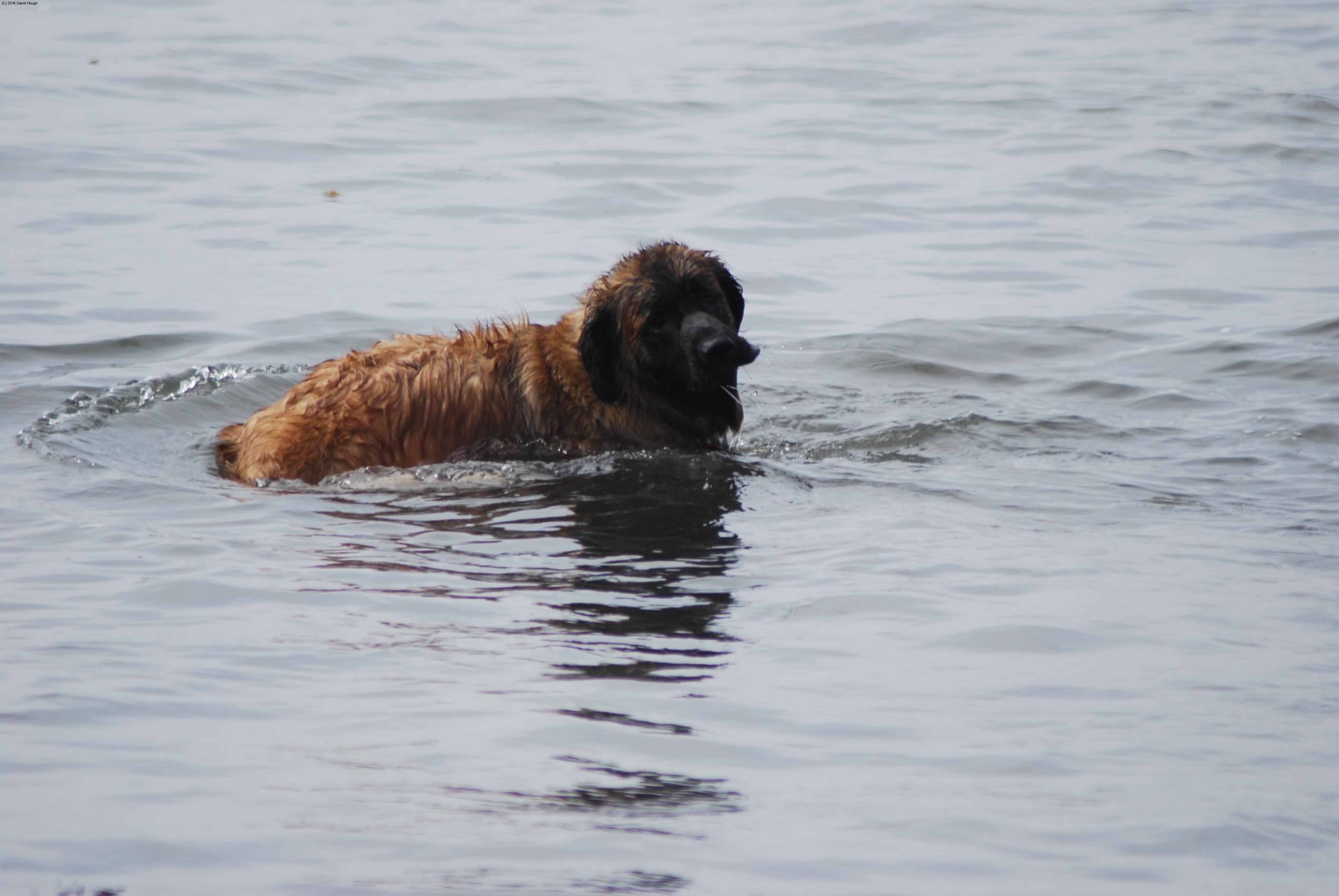 [Leonbergers tend to enjoy water. And mud.]