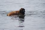 [Leonbergers tend to enjoy water. And mud.]