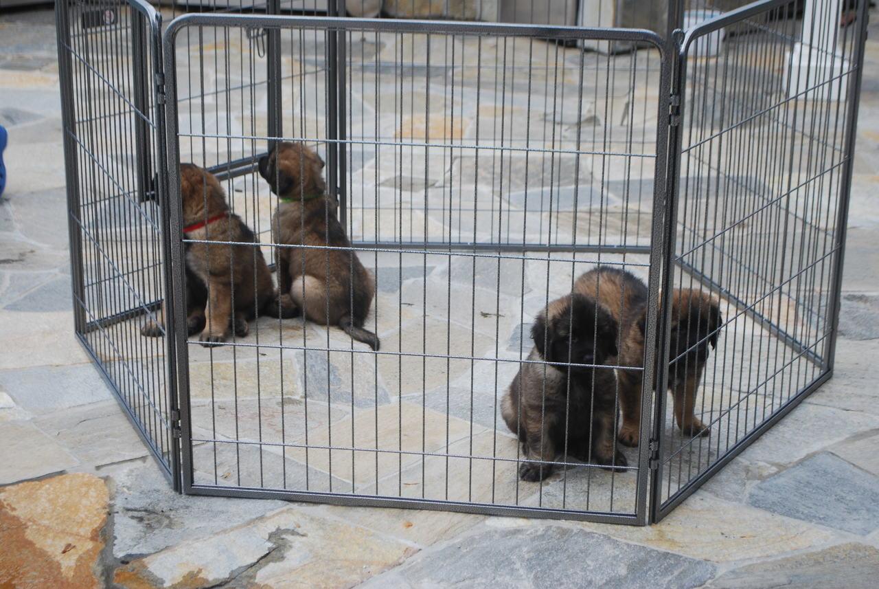 [Puppies getting experience of outdoors.]