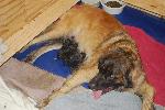 [Puppies a few hours old, feeding. Lots of growing to do.]