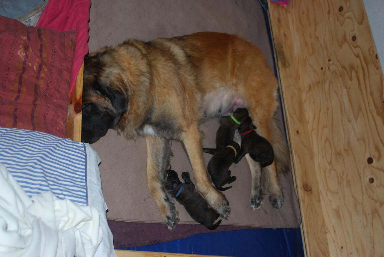 [Puppies at a week old.]