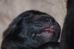 [Sleeping puppy at four days old.]