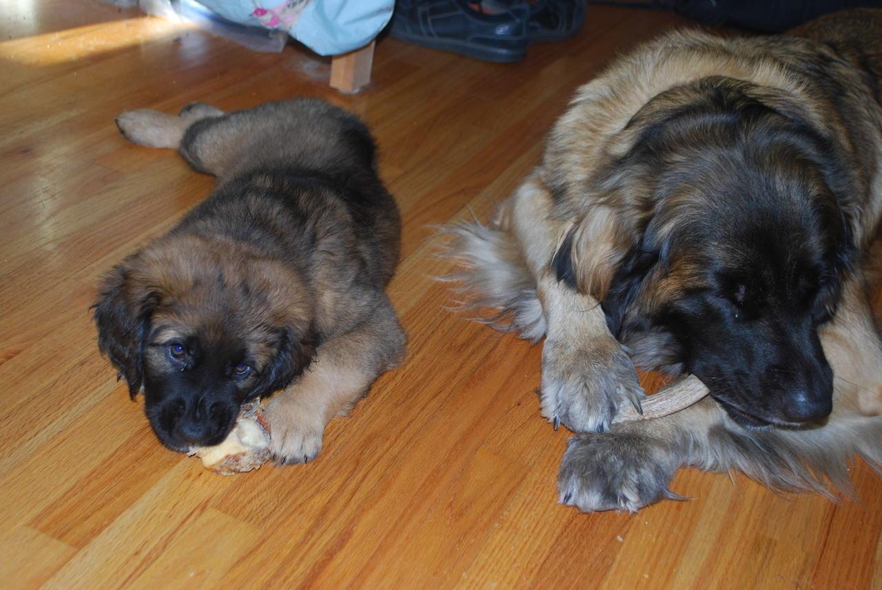 [Faraday and Tesla, not long after the other three puppies departed to their new homes.]