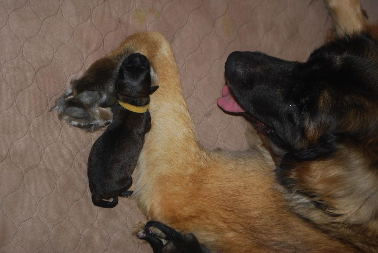 [Faraday at a day old.]
