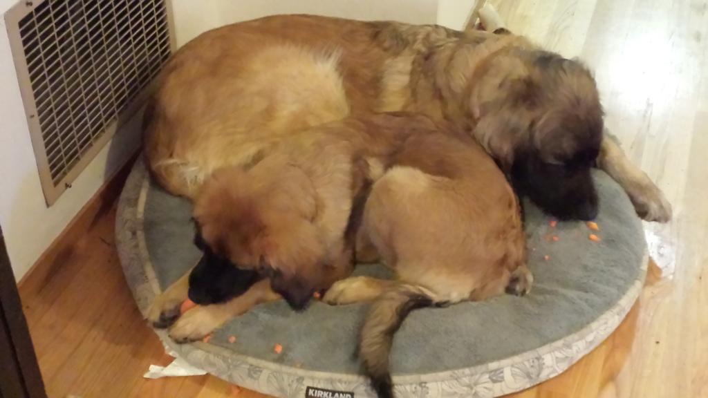 [Faraday and Tesla crunching carrots together. Faraday is about four and a half months old here.]