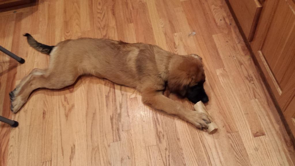 [Working on a bone]