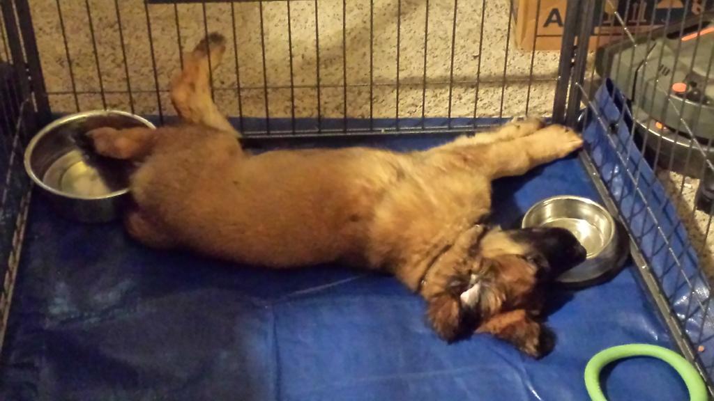 [Just chilling out with a foot in the water bowl and face in the food bowl.]