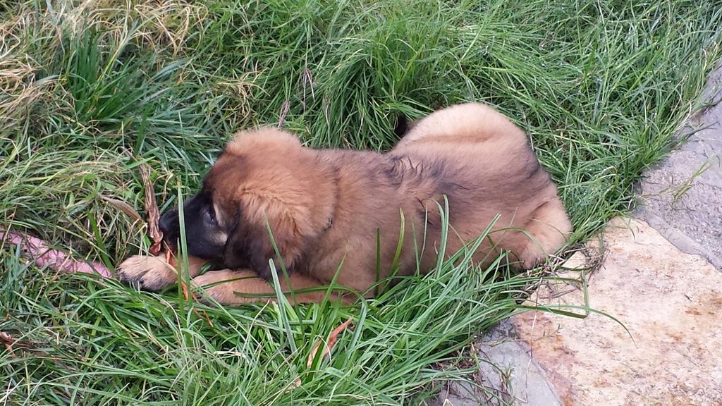 [Faraday outdoors at ten weeks.]