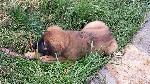 [Faraday outdoors at ten weeks.]