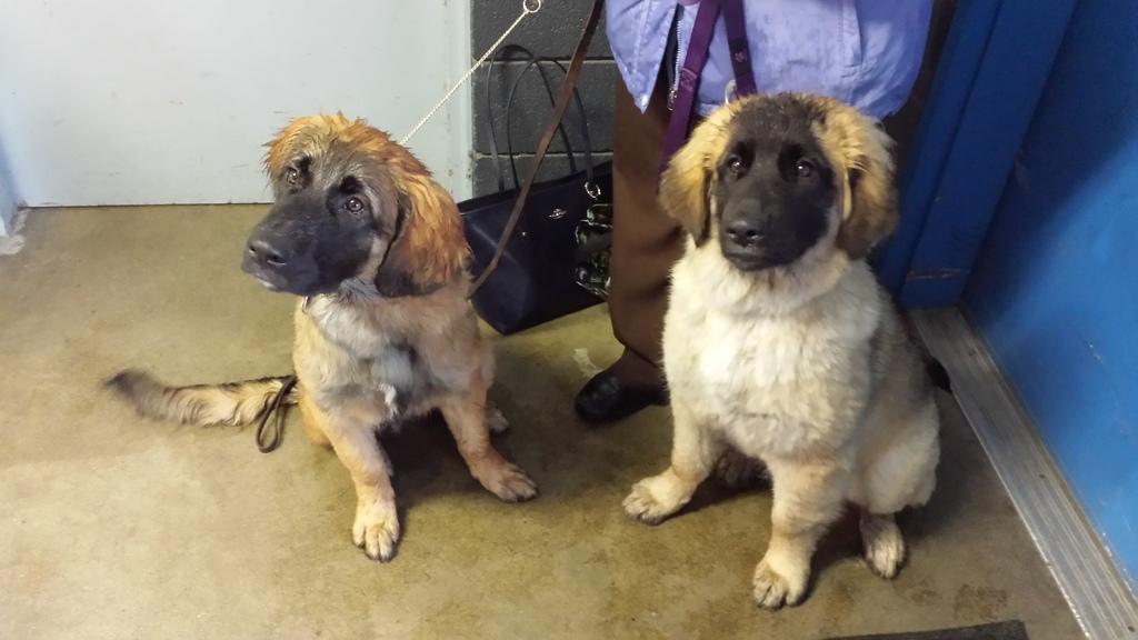 [Faraday with her sister Elsa waiting for their first competition. They're five months old.]