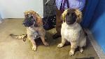 [Faraday with her sister Elsa waiting for their first competition. They're five months old.]