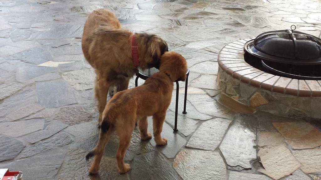 [Faraday at 14 weeks with Tesla.]