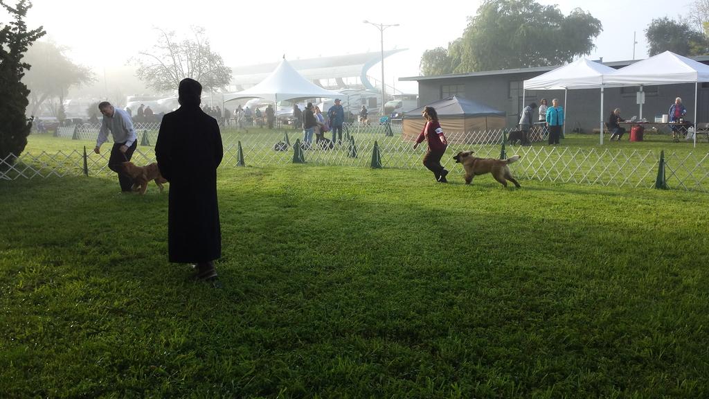 [Faraday and Elsa competing in the show ring]