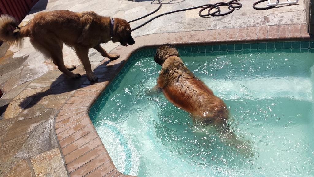 [Tesla having a swim to cool off.]