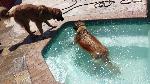 [Tesla having a swim to cool off.]