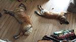 [What happens when the temperature goes way up - the dogs melt.]