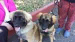 [Elsa and Faraday at a dog show. They're almost seven months old here.]
