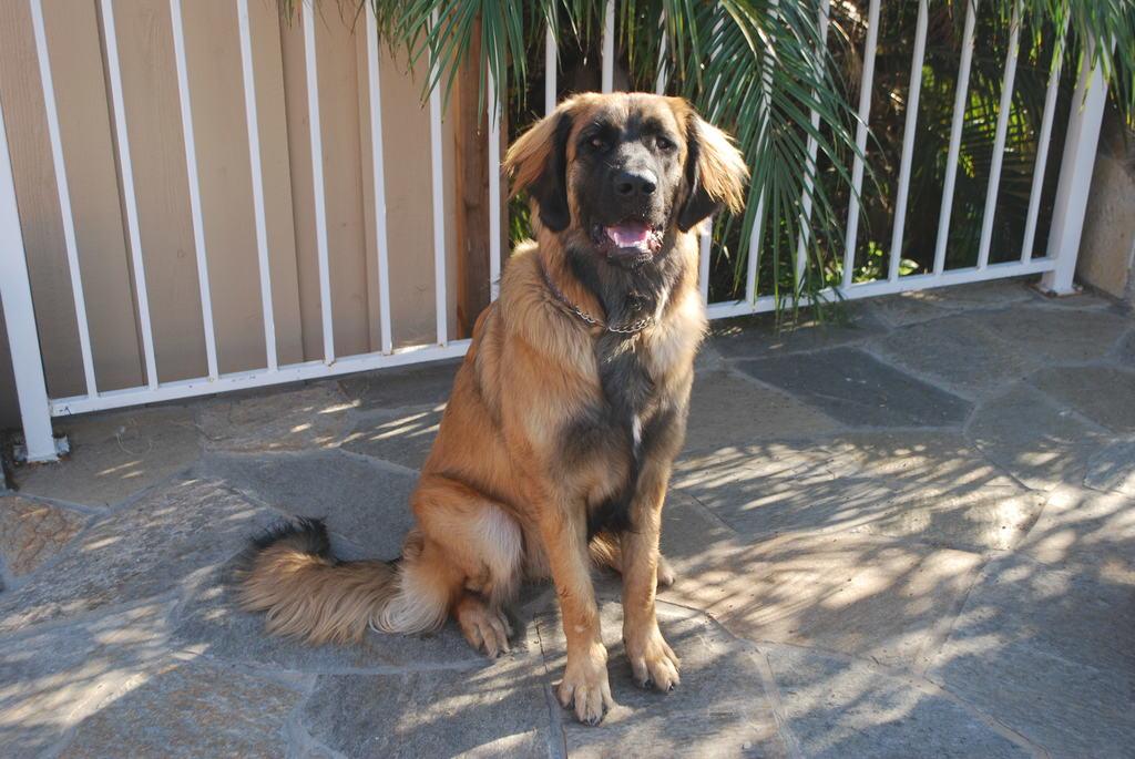 [Faraday posing for her portrait. She's just over nine months old here.]