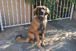 [Faraday posing for her portrait. She's just over nine months old here.]