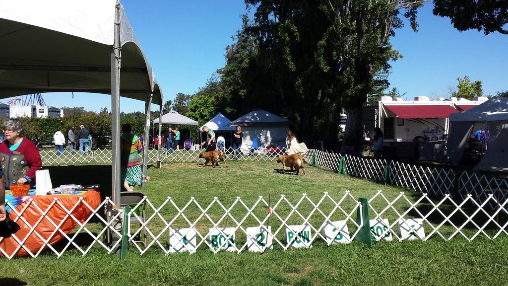 [Faraday and Elsa in the show ring again. This is at Woofstock, hence the presence of all the tie-dye. they are about seven and a half months old here.]