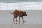 [A good shake at the beach. Faraday's first time at the beach and also her first time off-leash in public.]