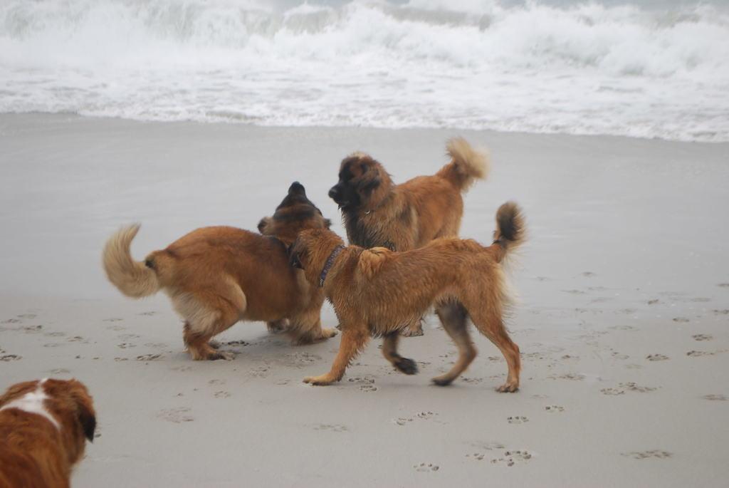 [Faraday at the beach with other Leonbergers while a St Bernard looks on.]