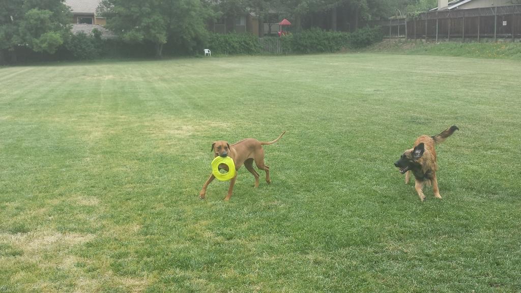 [At the dog park playing with a ridgeback puppy. She's about six and a half months old here.]
