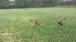 [At the dog park playing with a ridgeback puppy. She's about six and a half months old here.]