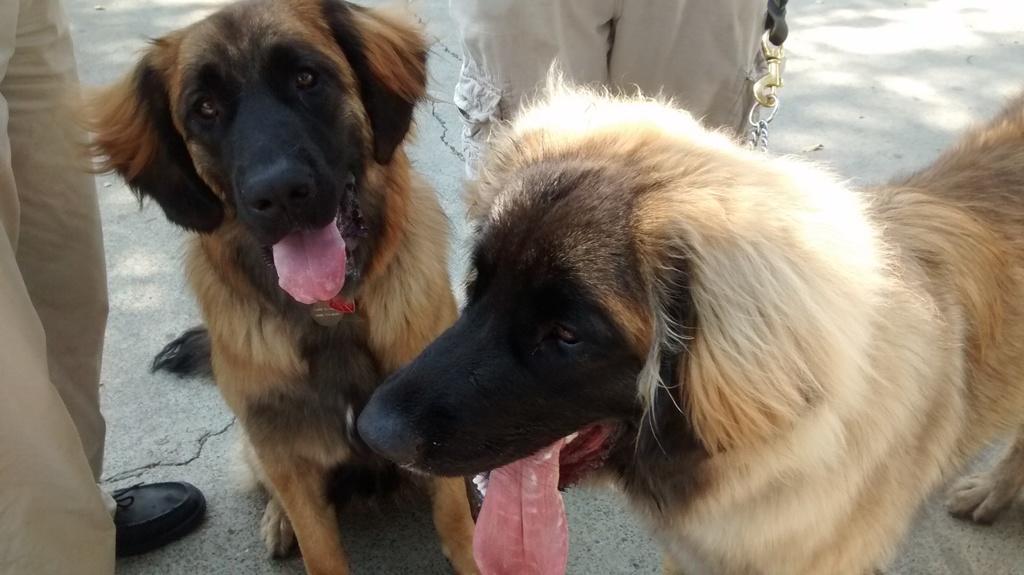 [Faraday and Elsa at the dog show. They're about nine and a half months old here.]
