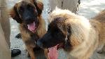 [Faraday and Elsa at the dog show. They're about nine and a half months old here.]