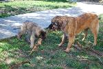 [Kepler and Faraday shredding some date bark.]