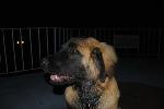 [Kepler watching (or rather ignoring) fireworks]