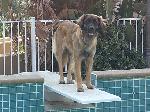 [Faraday exploring the diving board. She didn't jump.]