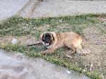 [Kepler in the graveyard of things she shreds. She's 10 months old here.]