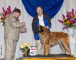 [Faraday winning at Stockton and becoming an AKC champion.]