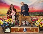 [Cassini Best Puppy at Nationals]