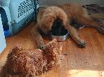 [Cassini with Cosmo, his lunch supervisor]