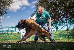 [Faraday at the AKC FastCAT Invitationals]